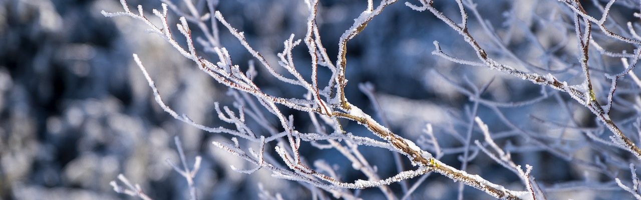 branches, snow, winter-6868761.jpg