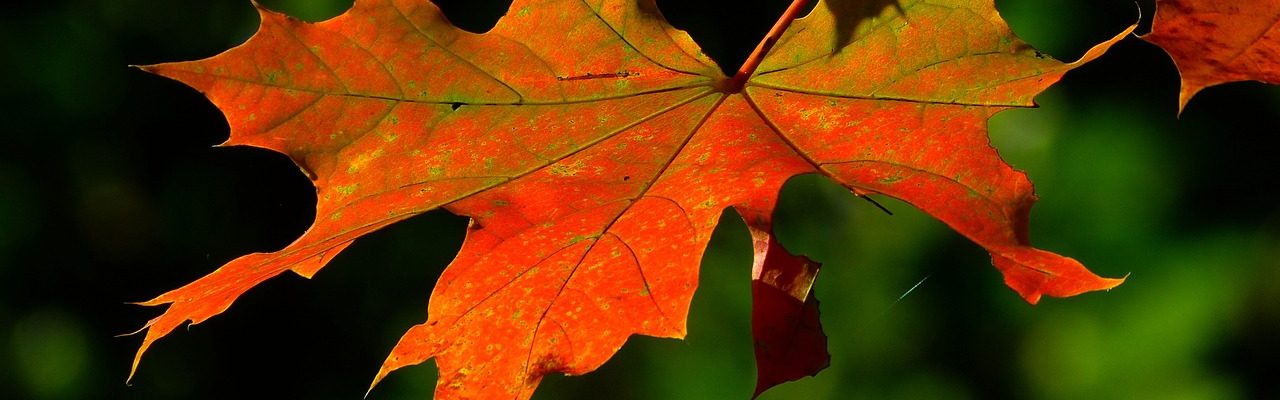 leaf, maple, autumn-196566.jpg