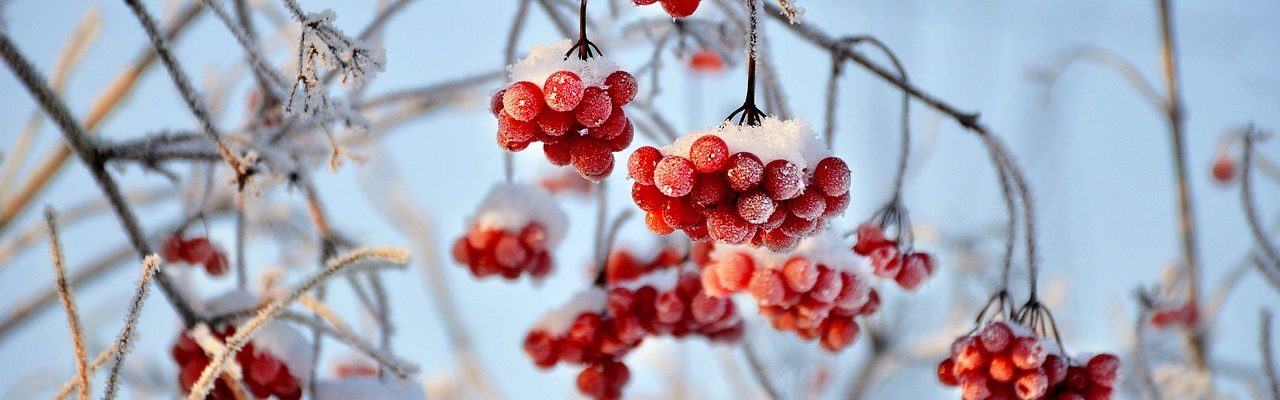 viburnum, red berries, fruit-3060769.jpg